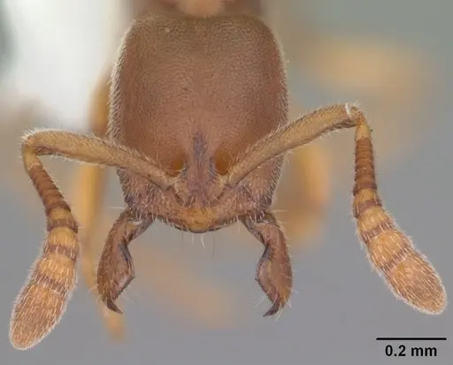 Ponera pennsylvanica specimen CASENT0103897 image casent0103897_2