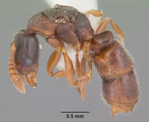 Ponera pennsylvanica specimen CASENT0104239 image casent0104239_3