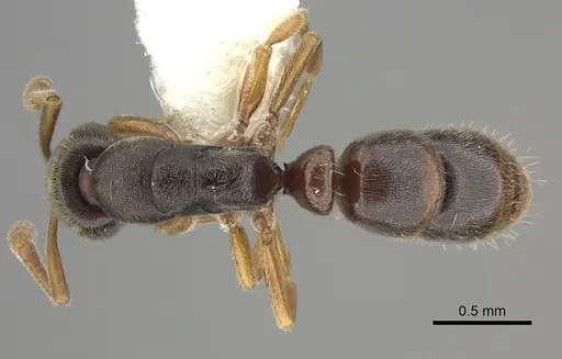 Ponera pennsylvanica specimen CASENT0249230 image casent0249230_1