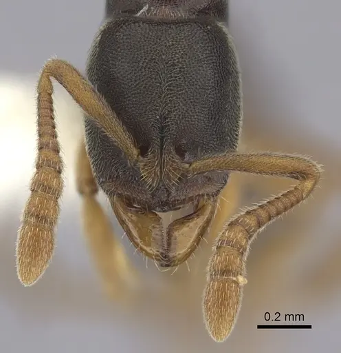 Ponera pennsylvanica specimen CASENT0249230 image casent0249230_2