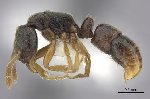 Ponera pennsylvanica specimen CASENT0249230 image casent0249230_3