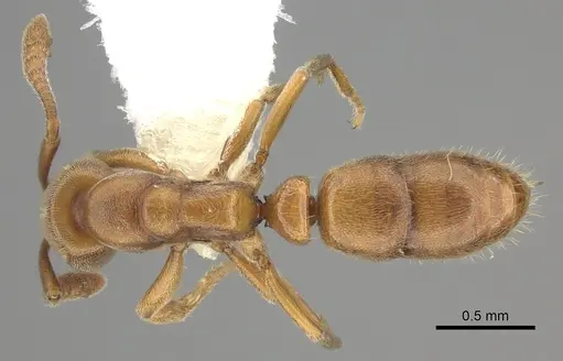 Ponera pennsylvanica specimen CASENT0249240 image casent0249240_1