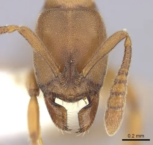 Ponera pennsylvanica specimen CASENT0249240 image casent0249240_2