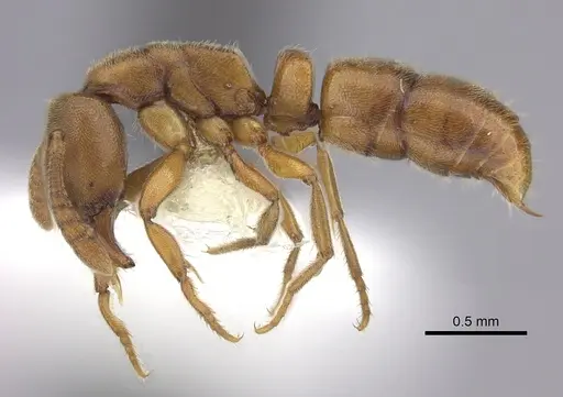 Ponera pennsylvanica specimen CASENT0249240 image casent0249240_3