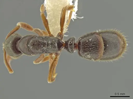 Ponera pennsylvanica specimen CASENT0645791 image casent0645791_1