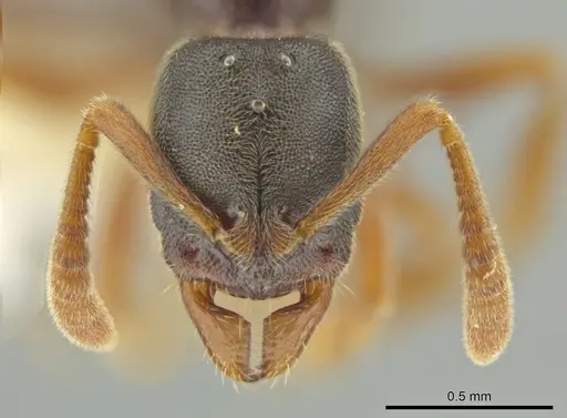 Ponera pennsylvanica specimen CASENT0645791 image casent0645791_2