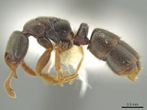 Ponera pennsylvanica specimen CASENT0645791 image casent0645791_3