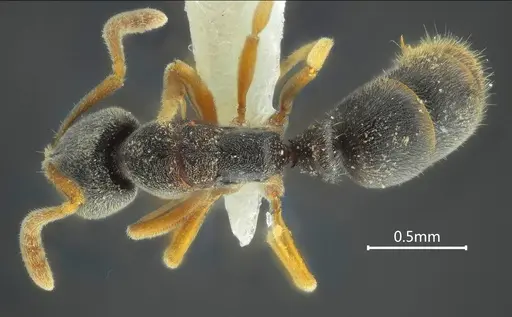Ponera pentodontos specimen ANTWEB1060523 image antweb1060523_1