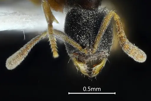 Ponera pentodontos specimen ANTWEB1060523 image antweb1060523_2