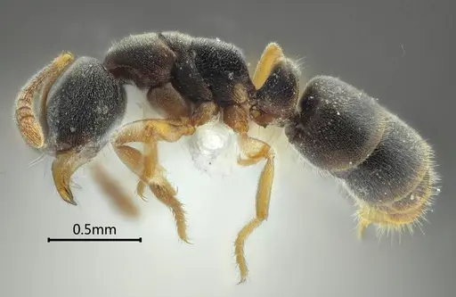 Ponera pentodontos specimen ANTWEB1060523 image antweb1060523_3