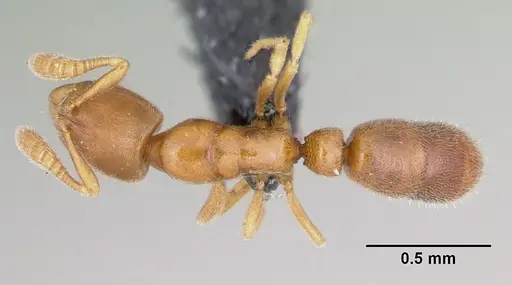 Ponera petila specimen CASENT0059796 image casent0059796_1