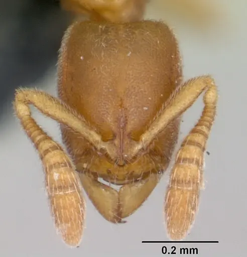 Ponera petila specimen CASENT0059796 image casent0059796_2