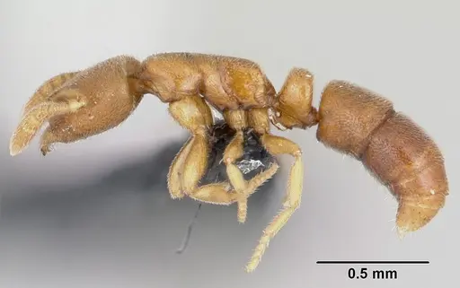 Ponera petila specimen CASENT0059796 image casent0059796_3