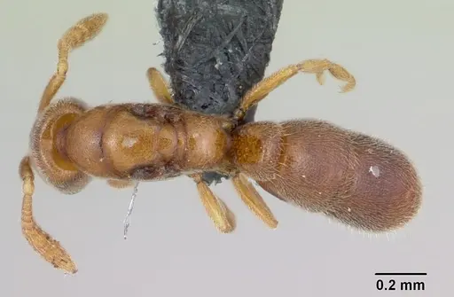 Ponera petila specimen CASENT0060356 image casent0060356_1