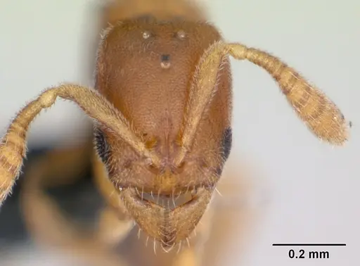 Ponera petila specimen CASENT0060356 image casent0060356_2