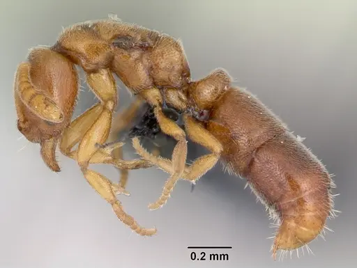 Ponera petila specimen CASENT0060356 image casent0060356_3