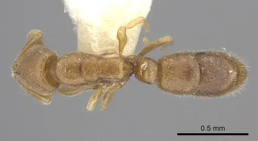 Ponera petila specimen CASENT0249220 image casent0249220_1