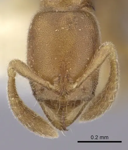 Ponera petila specimen CASENT0249220 image casent0249220_2