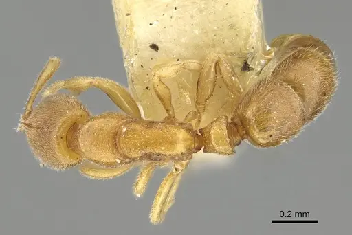 Ponera petila specimen MCZ-ENT00030124 image mcz-ent00030124_1