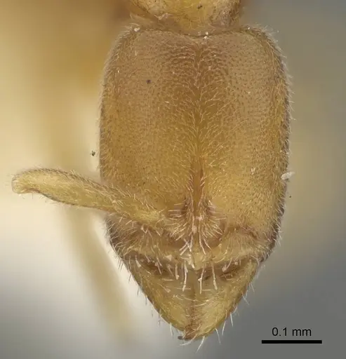 Ponera petila specimen MCZ-ENT00030124 image mcz-ent00030124_2