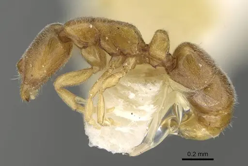 Ponera petila specimen MCZ-ENT00030124 image mcz-ent00030124_3
