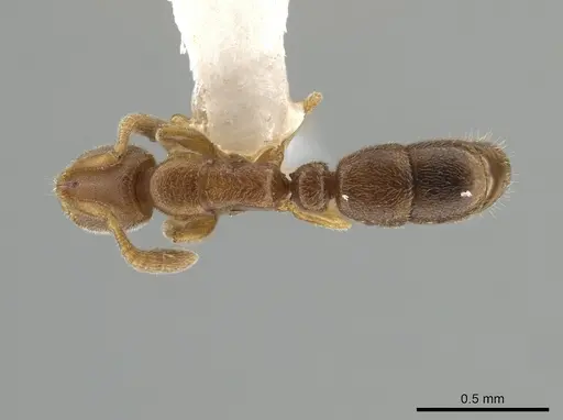 Ponera petila specimen ZRC image zrc_ent00028293_1