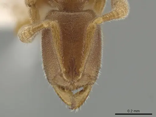 Ponera petila specimen ZRC image zrc_ent00028293_2