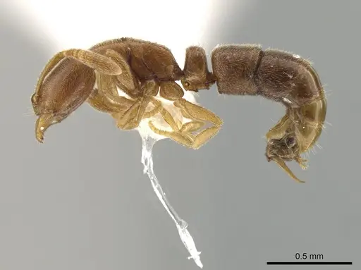 Ponera petila specimen ZRC image zrc_ent00028293_3