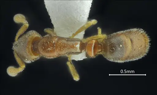 Ponera pianmana specimen ANTWEB1060524 image antweb1060524_1