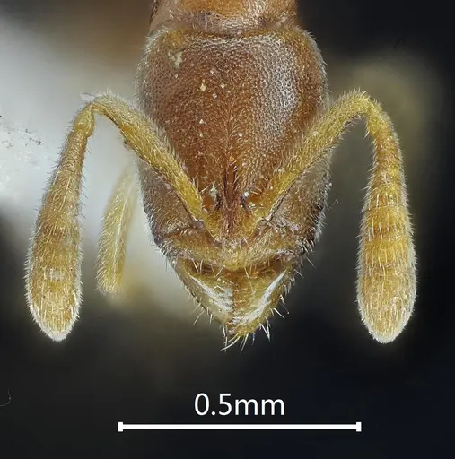 Ponera pianmana specimen ANTWEB1060524 image antweb1060524_2