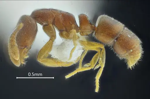 Ponera pianmana specimen ANTWEB1060524 image antweb1060524_3