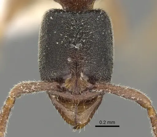 Ponera scabra specimen CASENT0281908 image casent0281908_2