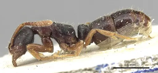 Ponera scabra specimen CASENT0915299 image casent0915299_3