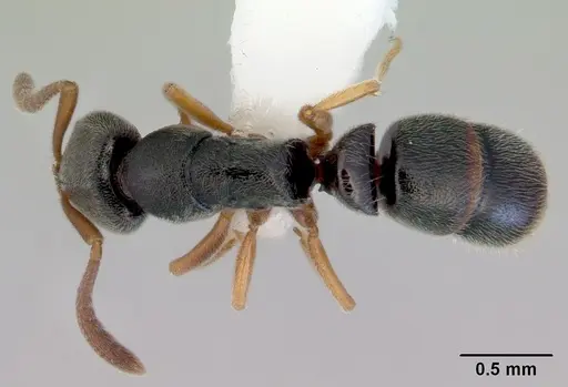 Ponera selenophora specimen CASENT0172428 image casent0172428_1