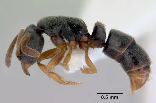 Ponera selenophora specimen CASENT0172428 image casent0172428_3