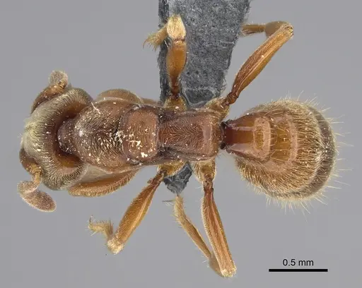 Ponera selenophora specimen CASENT0387469 image casent0387469_1