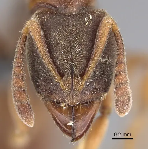 Ponera selenophora specimen CASENT0387469 image casent0387469_2