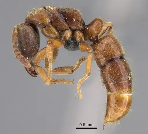 Ponera selenophora specimen CASENT0387469 image casent0387469_3