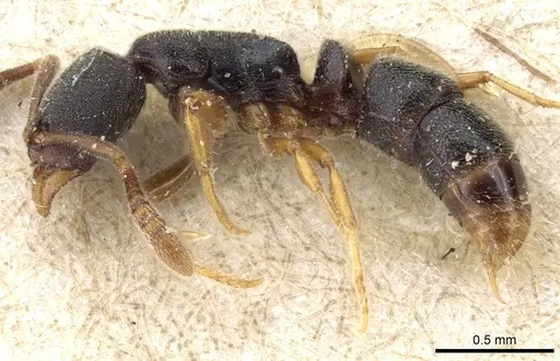 Ponera selenophora specimen CASENT0903911 image casent0903911_3