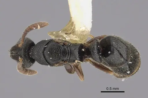 Ponera selenophora specimen CASENT0923420 image casent0923420_1