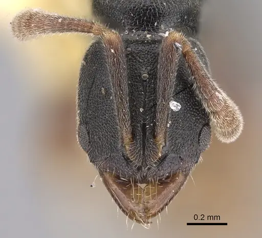 Ponera selenophora specimen CASENT0923420 image casent0923420_2