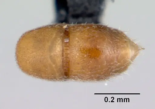 Ponera swezeyi specimen CASENT0000076 image casent0000076_2