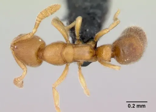 Ponera swezeyi specimen CASENT0047257 image casent0047257_1