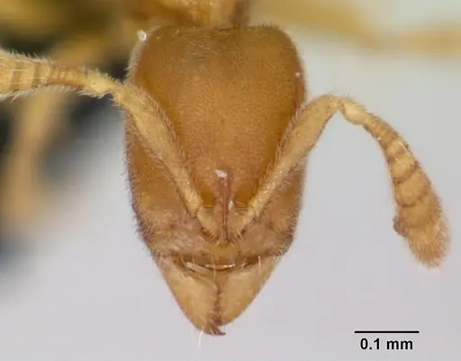 Ponera swezeyi specimen CASENT0047257 image casent0047257_2