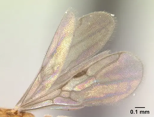 Ponera swezeyi specimen CASENT0132499 image casent0132499_4