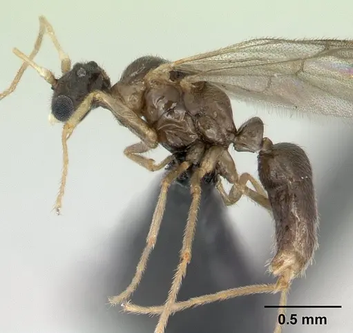 Ponera swezeyi specimen CASENT0136714 image casent0136714_3
