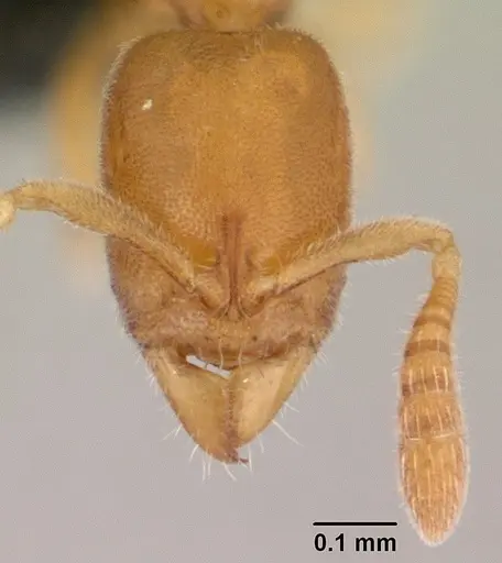 Ponera swezeyi specimen CASENT0147113 image casent0147113_2