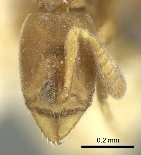 Ponera swezeyi specimen CASENT0249111 image casent0249111_2