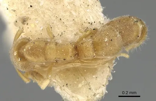 Ponera swezeyi specimen MCZ-ENT00593416 image mcz-ent00593416_1