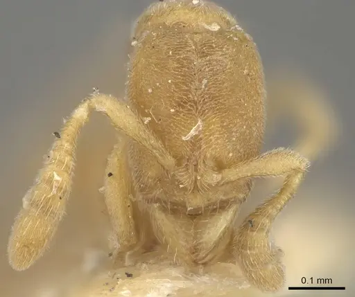Ponera swezeyi specimen MCZ-ENT00593416 image mcz-ent00593416_2